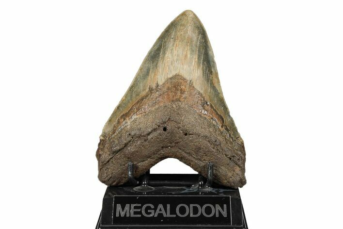 Huge, Fossil Megalodon Tooth - Visible Serrations #192862